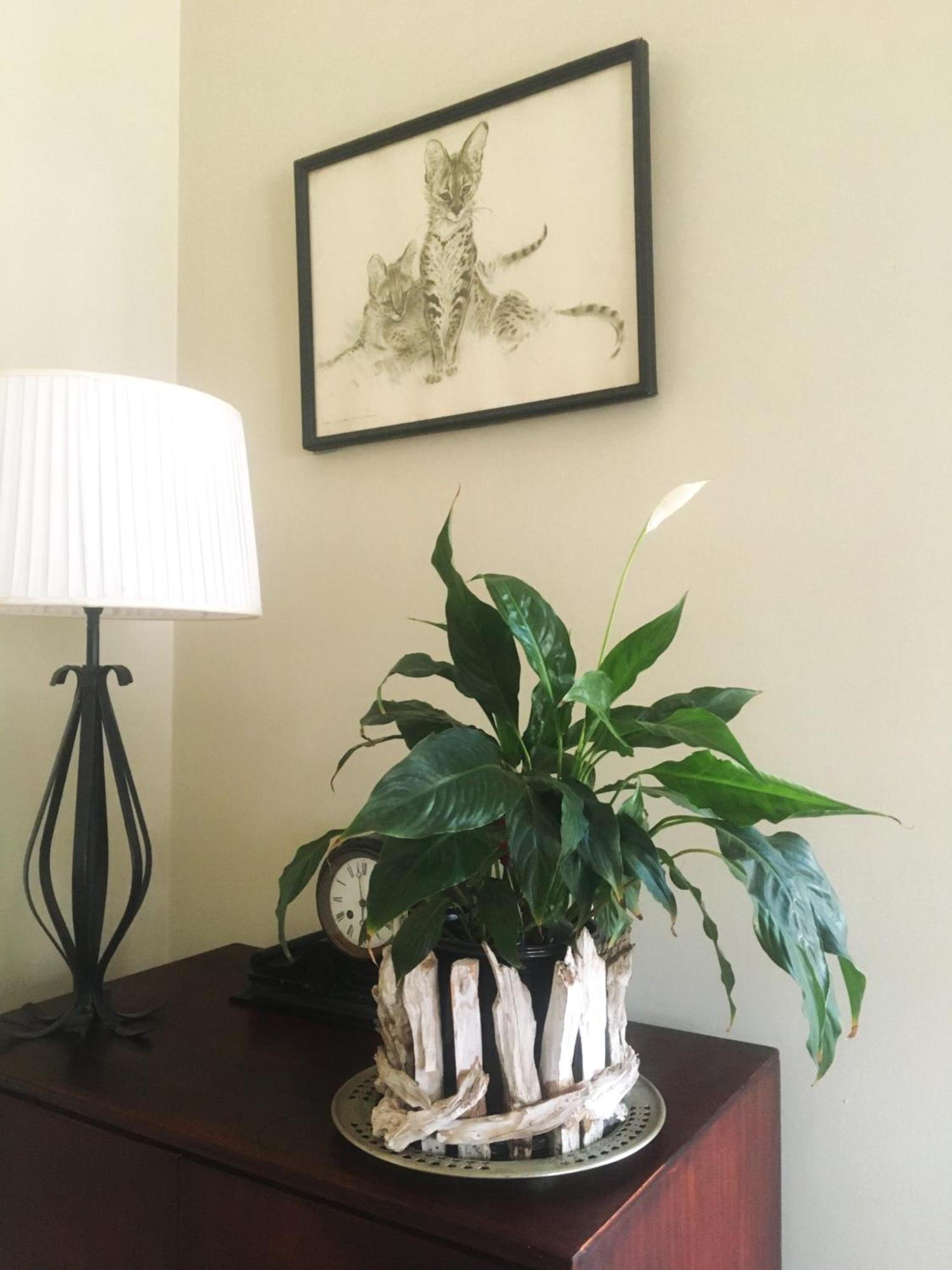 Panache Wildlife Cottage-Self Catering Hoedspruit Εξωτερικό φωτογραφία